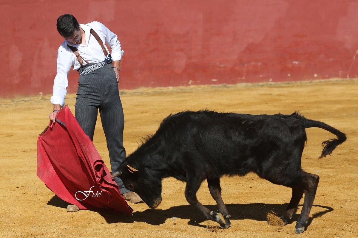 Una becerra en el ruedo de practicas de la Escuela Taurina de Cabra.